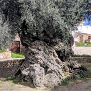 Ano Vouves World's Oldest Oliver Tree Crete