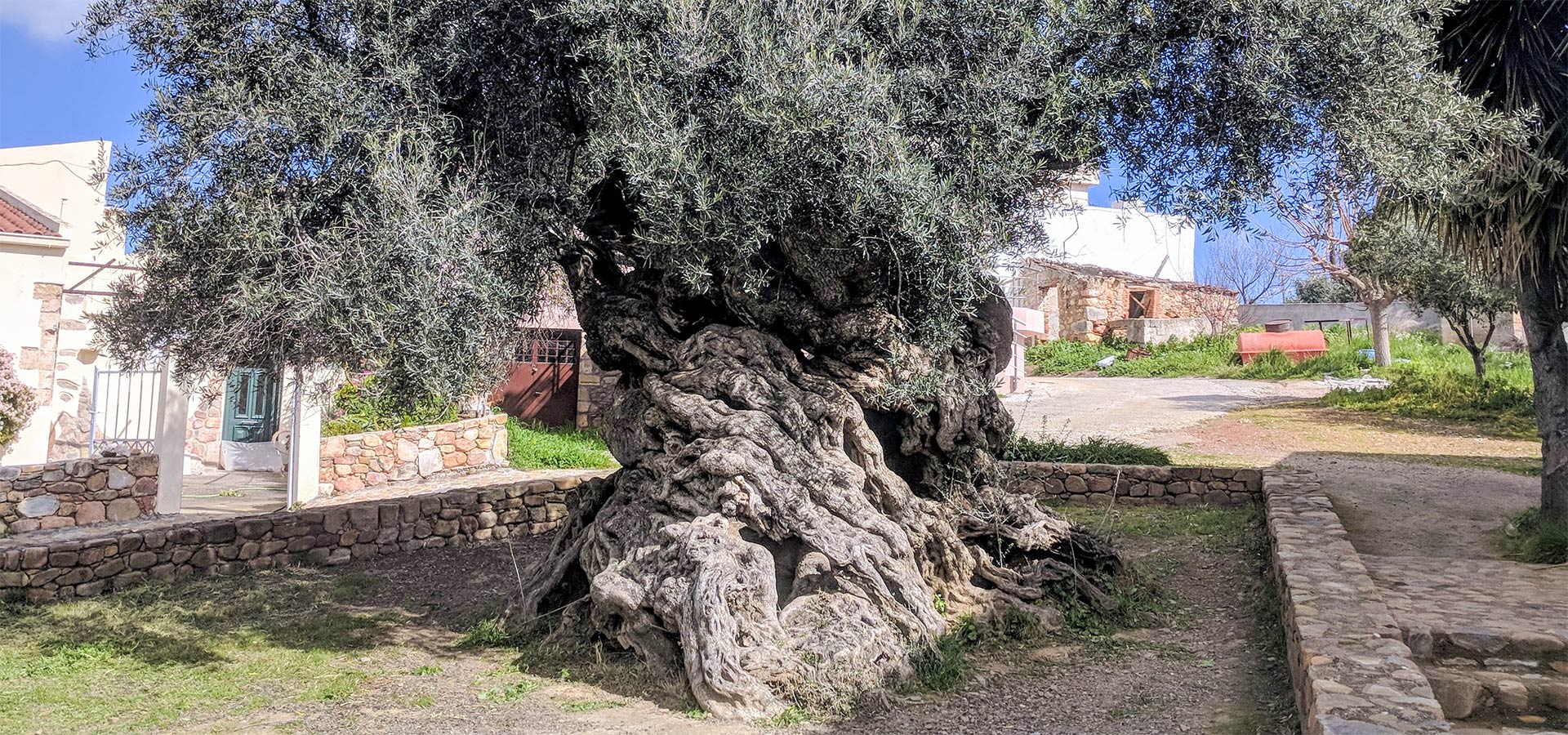 ثمار شجرة الزيتون