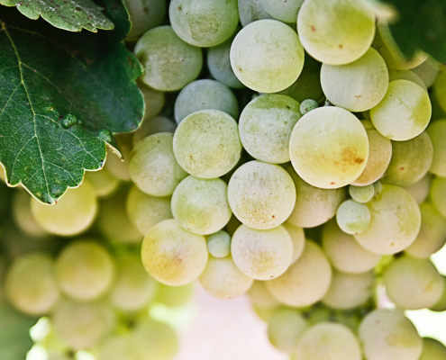 Grk Wine Grapes Korcula Croatia