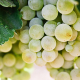 Grk Wine Grapes Korcula Croatia
